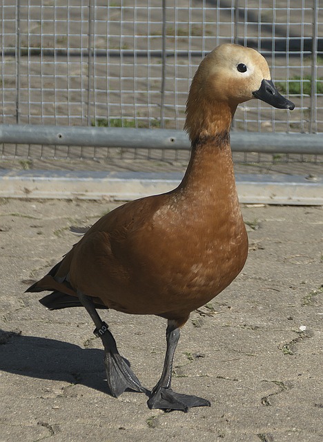 欣鼓舞